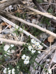 Cryptantha utahensis