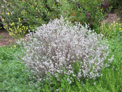 Krascheninnikovia lanata