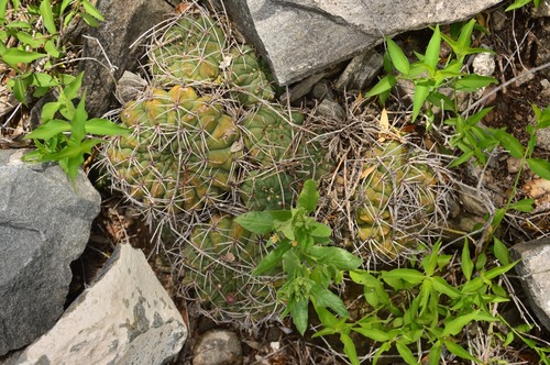 Cactus (Gymnocalycium oenanthemum)