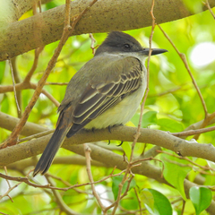 Tyrannus caudifasciatus