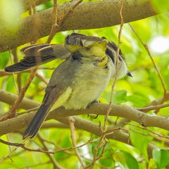 Tyrannus caudifasciatus