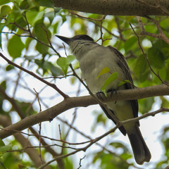 Tyrannus caudifasciatus