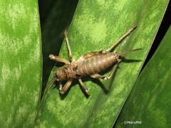 Nesoecia nigrispina