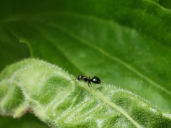 Dolichoderus pustulatus