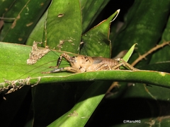 Nesoecia nigrispina