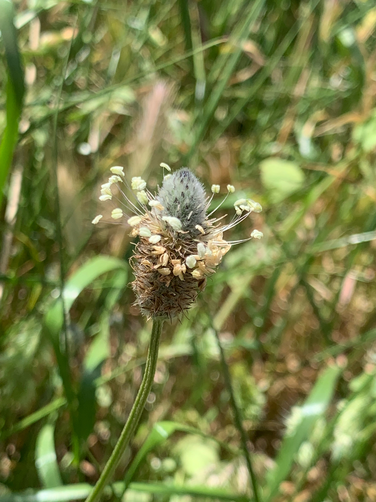 Plantago lagopus
