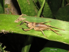 Nesoecia nigrispina