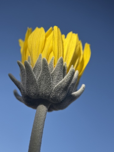Nevada Sunray (Enceliopsis nudicaulis)
