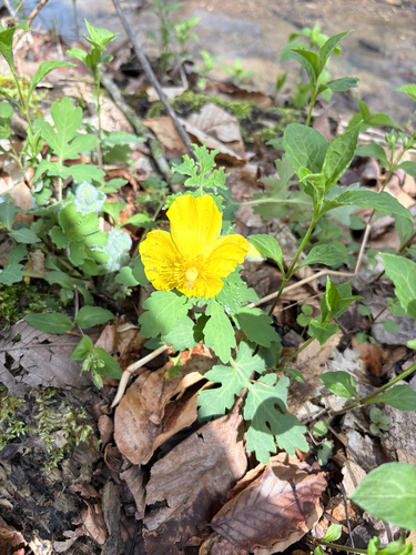 Stylophorum diphyllum