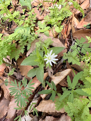 Stellaria corei, photograph 6