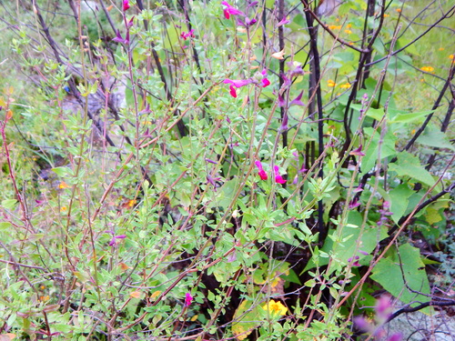 Image of Salvia macellaria by (c) Norma Piedra, some rights reserved (CC BY)