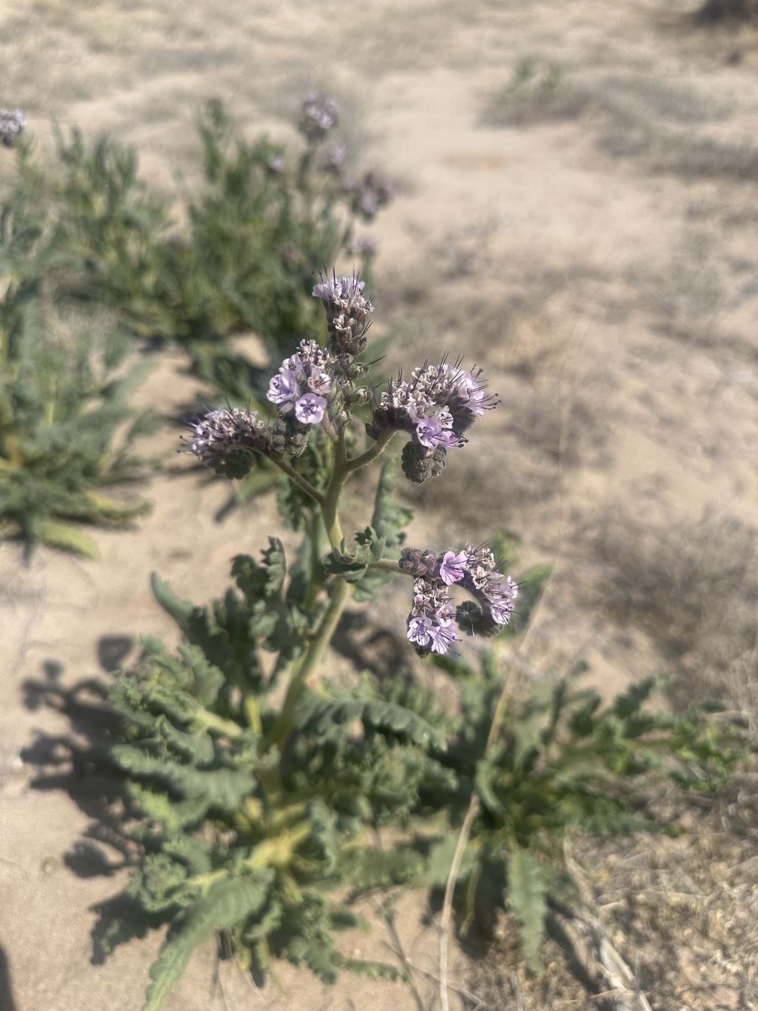 Gypsum Phacelia (Phacelia integrifolia)