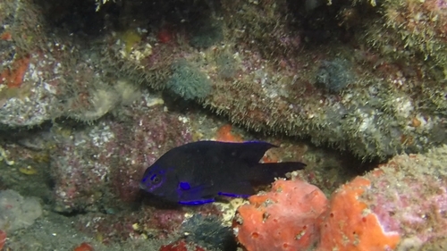 Similiparma lurida