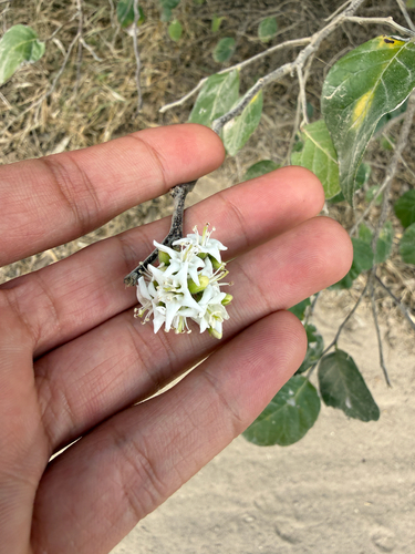 Anacua (Ehretia anacua)
