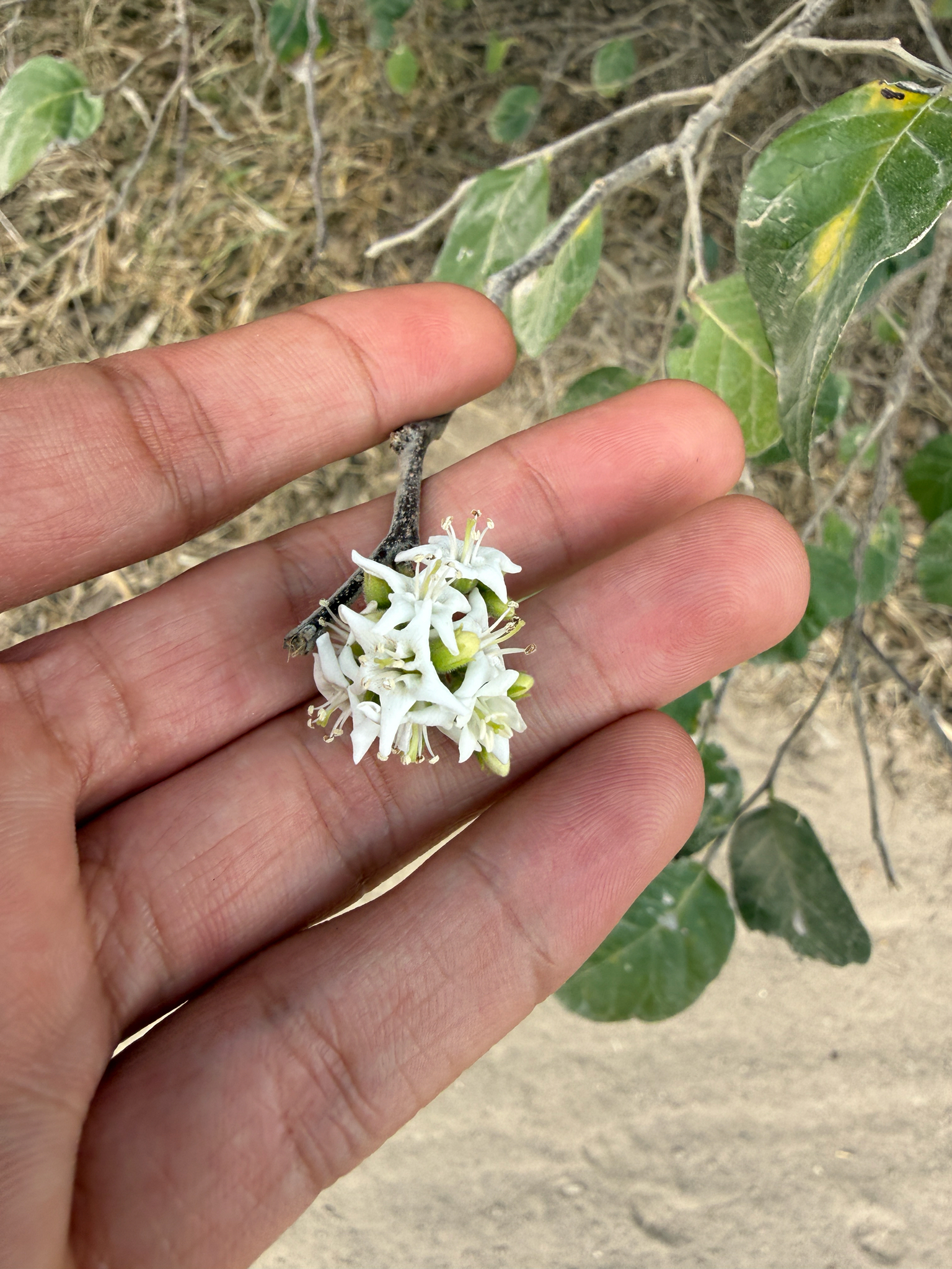 Sandpaper-Tree (Ehretia anacua)