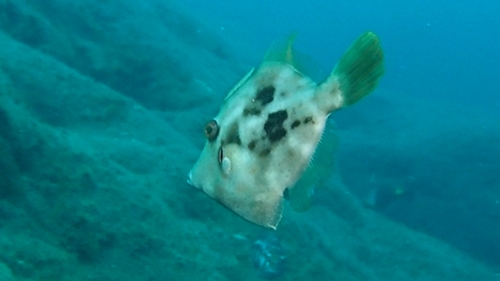 Stephanolepis hispida