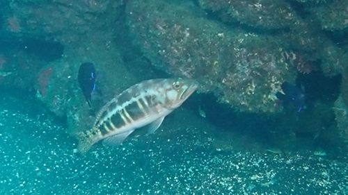 Serranus atricauda
