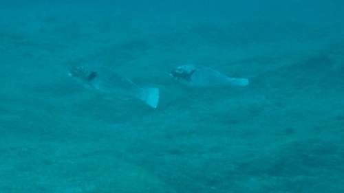 Sparisoma cretense
