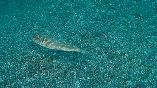 Sphoeroides marmoratus