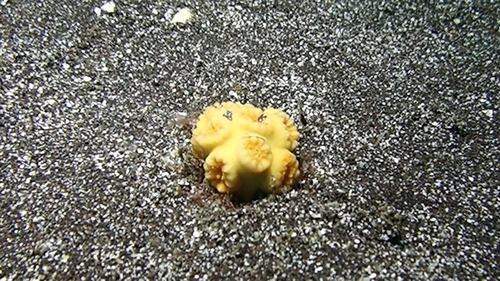 Dendrophyllia laboreli