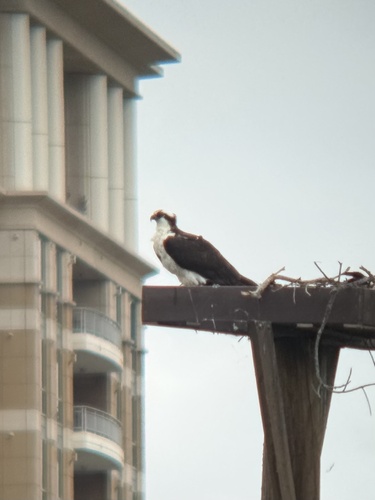 iNaturalist observation photo of Osprey