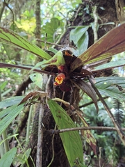 Columnea dimidiata