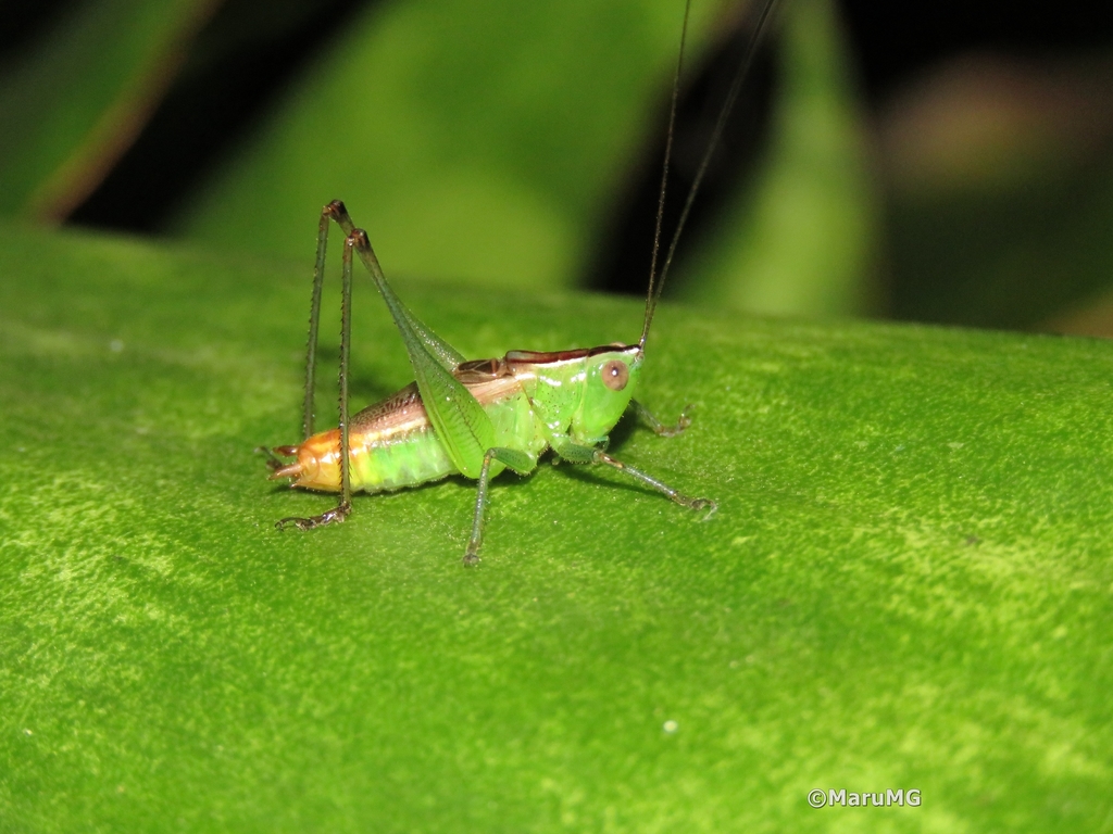 Conocephalus ictus