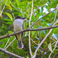 Tyrannus caudifasciatus