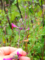 Salvia macellaria