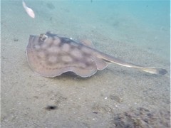 Urobatis concentricus