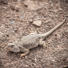 Phrynocephalus theobaldi