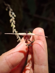 Scaphosepalum swertiifolium