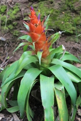 Tillandsia imperialis