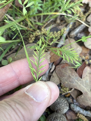 Fern-grass (Catapodium rigidum)
