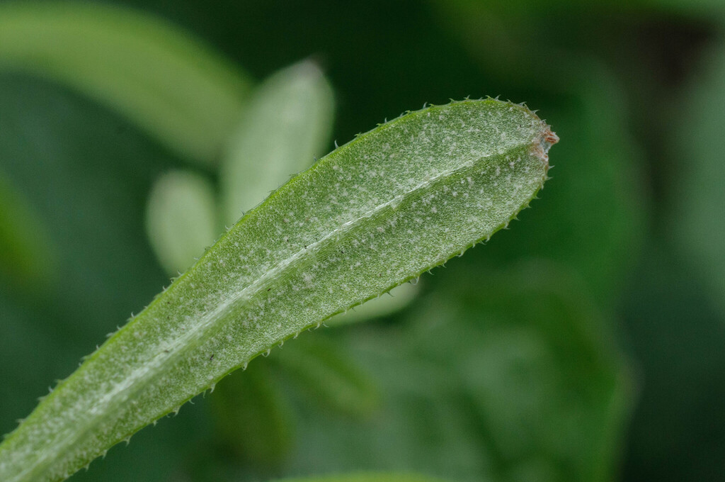 Peronospora aparines