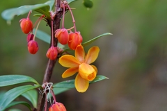 Berberis trigona