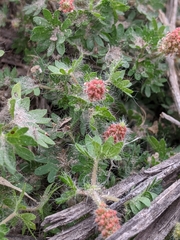 Acalypha radians