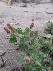 Acalypha radians