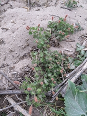 Acalypha radians