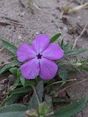 Phlox glabriflora