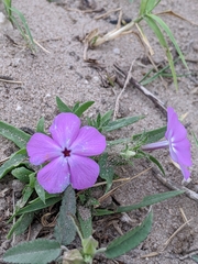 Phlox glabriflora