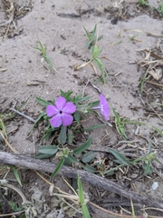 Phlox glabriflora