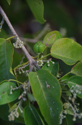 Croton mayanus