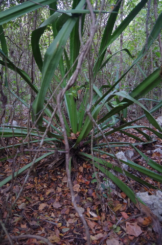 Image of Furcraea hexapetala by (c) Eric Knight, some rights reserved (CC BY)