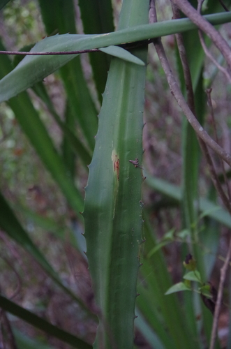 Furcraea hexapetala