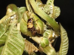 Cryptocephalus irroratus