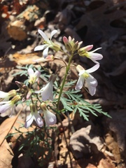 Cardamine dissecta