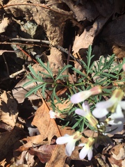 Cardamine dissecta