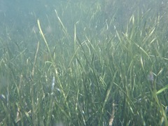 Vallisneria australis, photograph author not stated, no rights reserved