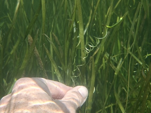 Vallisneria australis, photograph 4